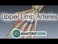 Arterial Supply of the Hand