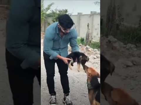 Pawan sahu ka kutta😭 छोटा जैक्सन 🥰 #pawan sahu 777 #shorts #trending #shortvideo