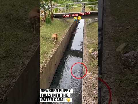 New born puppy fall into the water 😲😥 #shorts #trending #emotional #helping #animals #love #puppy