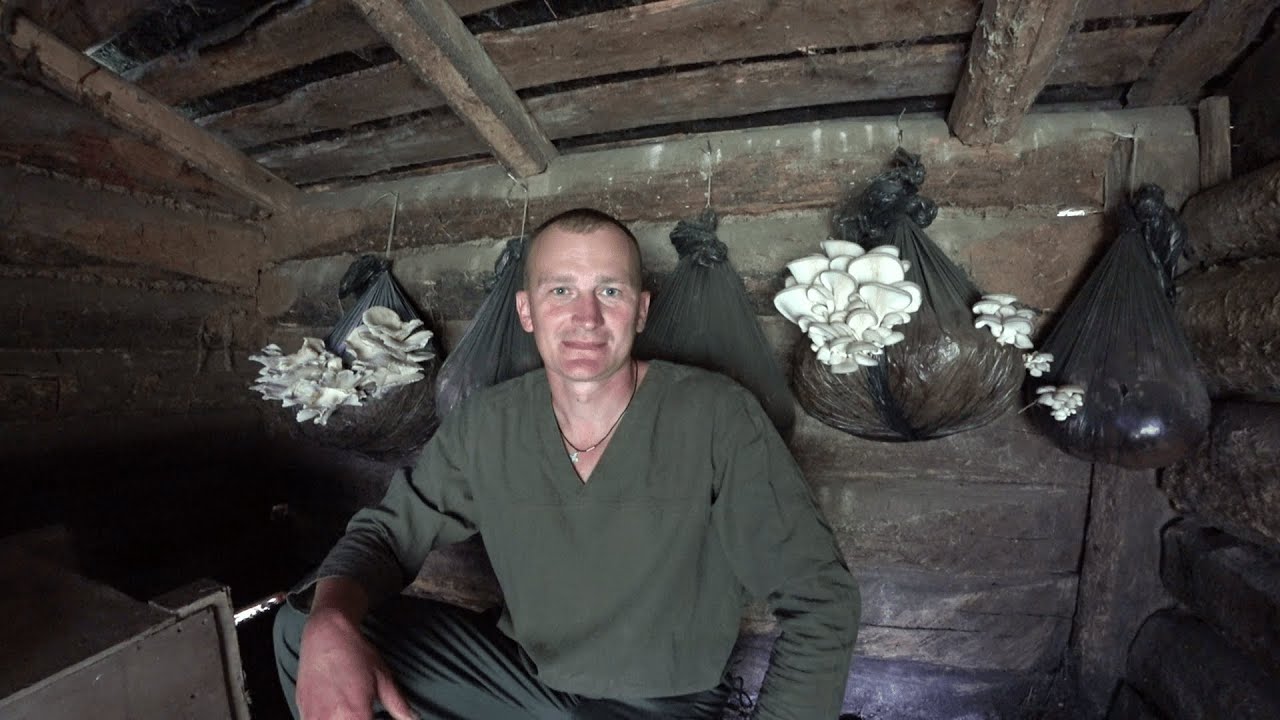 Грибы пошли в сарае! 207