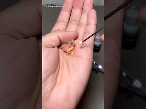 Baby bird feeding #babybird #shorts