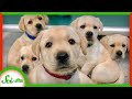 Understanding Dog and Bird Communication