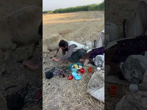 KOYUN EKMEĞİMİZİ YİNE ALIP KAÇTI