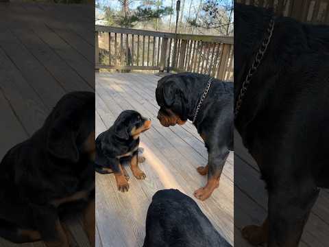 PUPPY 1st TIME MEETING DAD