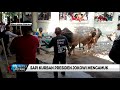 Download Video Detik-Detik Sapi Kurban Presiden Jokowi Mengamuk 02 Download Video Detik-Detik Sapi Kurban Presiden Jokowi Mengamuk 02