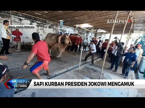 Download Video Detik-Detik Sapi Kurban Presiden Jokowi Mengamuk Download Video Detik-Detik Sapi Kurban Presiden Jokowi Mengamuk