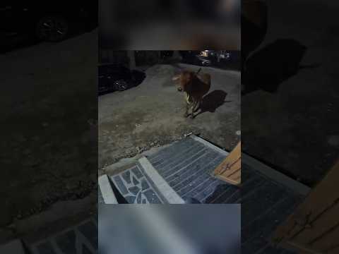 Cow vs Z900 Exhaust 😰 khatarnaak incident #shorts #z900 #viral