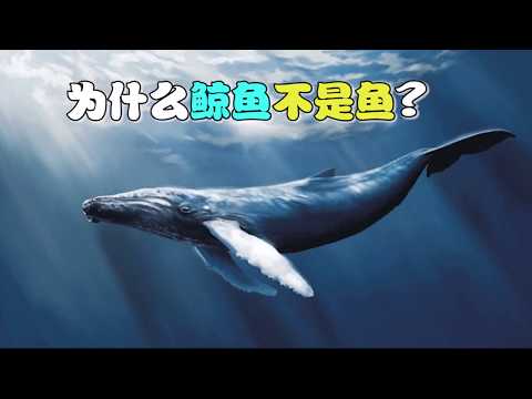 【十万个为什么】为什么鲸鱼不是鱼？|十萬個為什麼|Uncle Why TV - YouTube