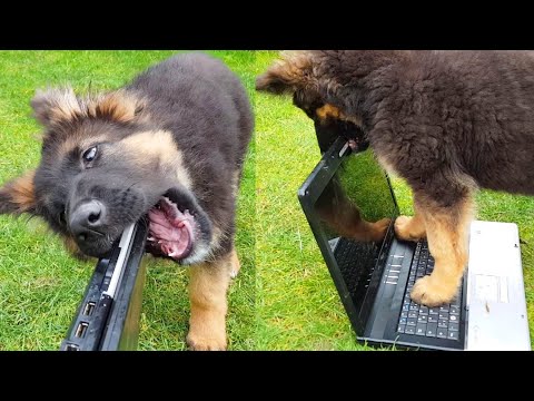Puppy vs Laptop Part.2 - The Diary Evo the German Shepherd Dog Day 73