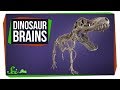 Dinosaur Fossils and Discoveries