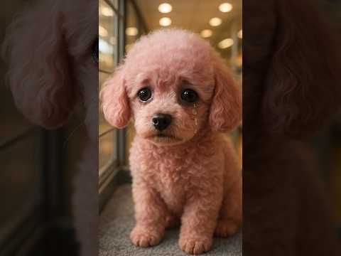 le pauvre 💔 #chien #dog #pets #cute