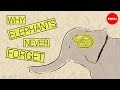 Elephant Intelligence and Behavior Assessment