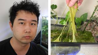 How to get rid of Algae in your Fish Tank | Fish Tank Review 323