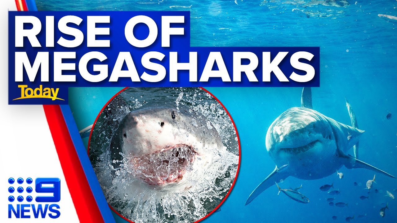 Researchers Baffled by Sightings of 20ft Megasharks