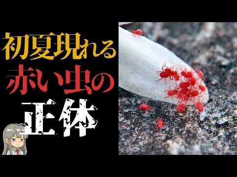 【神出鬼没】初夏に現れる謎の赤い虫の正体【解説】