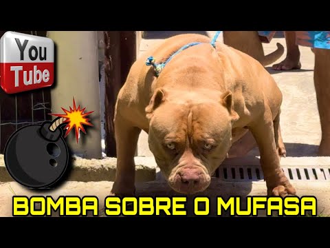 💣 Bomba sobre o MUFASA!