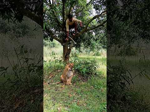 tiger 🐅🐅🐅🐅🐅#viral #youtubeshorts #shorts_ #trendingshorts #animal #jungle #tiger #leopard #cheetah