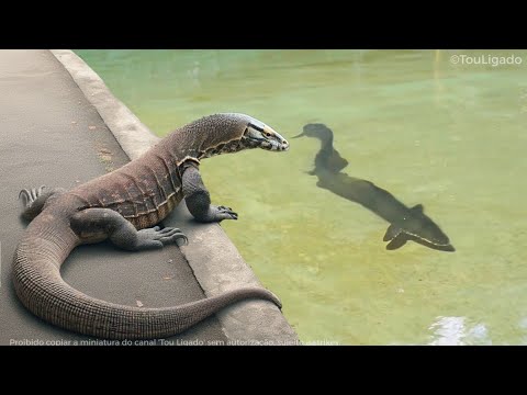 Este dragão de Komodo vai comer presa errada
