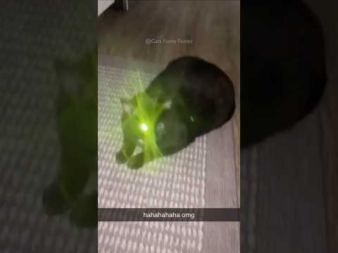 #119 Cute Cat videos 😻😻 #fails #funny #moments #reels