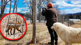 The Fox Stalking My Farm