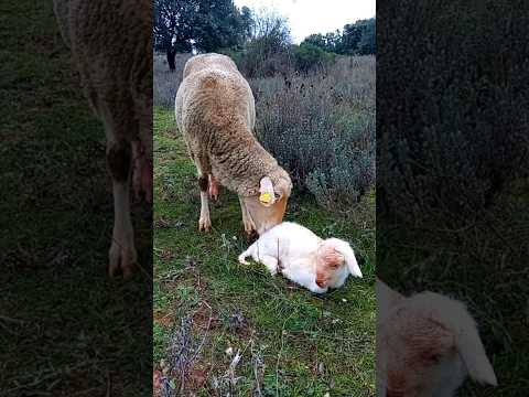 🐑🐑🐺  Salvamos a este cordero recién nacido y a su madre de ser devorado por el lobo #viral #shorts