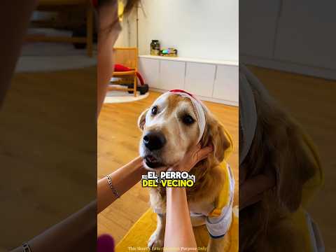 El perro de buen corazón Sammy le dio a Ricky 😭♥️ #shorts