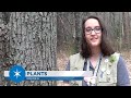 Plant Transpiration and Vascular Functions