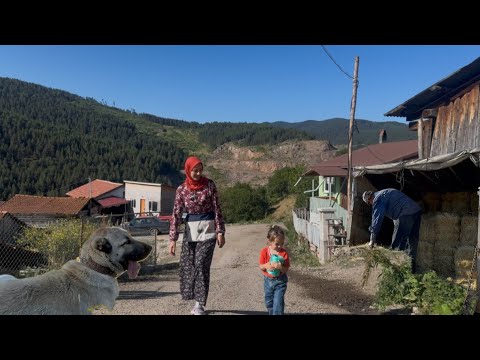 YÜKSEK DAĞLARDA KÖY YAŞAMI..KOYUNLAR KIRKILDI..BALYA TAŞIMAA