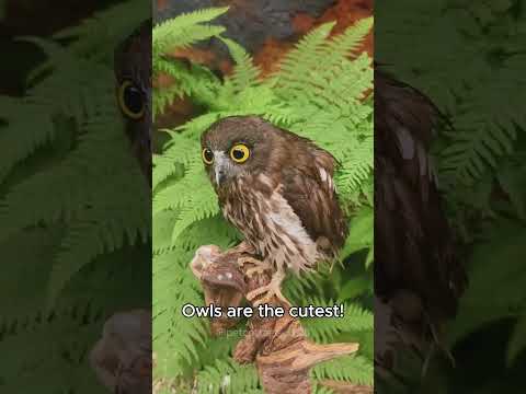 Funny owls #lyrics #owl #music #cute #song #funny #songlyrics #animals #audio #birds