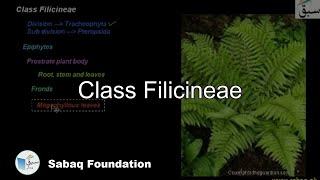 Class Filicineae