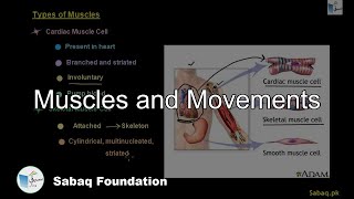 Muscles and Movements