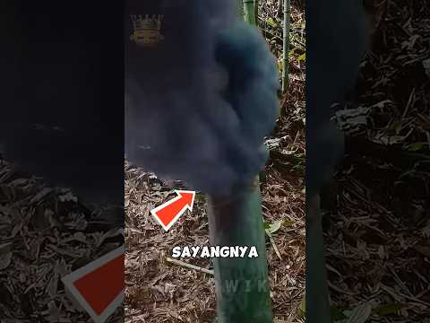 Eksperimen Petasan Di Pohon Bambu