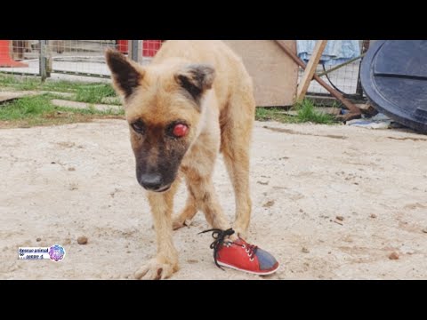 Rescued A Homeless Dog, And You Won't Believe part (2)