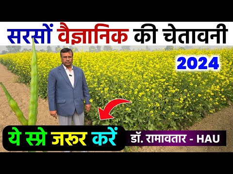 सरसों वैज्ञानिक की चेतावनी | 50 दिन पर ये स्प्रे जरूर करें | Top Fungicide | Sarso ki Kheti 2024