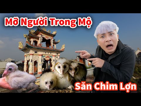 Hậu Cáo - Săn Tổ Chim Lợn Phát Hiện Mỡ Người Trong Quan Tài Và Nhiều Vật Thể Lạ