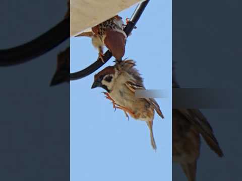 A bullied bird brings a big family to a man#shorts #bird #animals #heartwarming #love #cute #pet