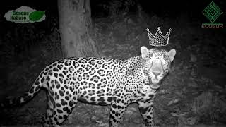 El Rey de la Sierra: Jaguar en plenitud captado en La Esperanza 🐆🌿