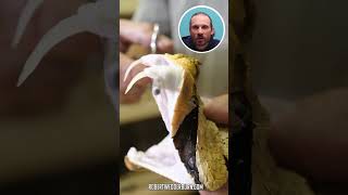 Why This Viper Has the Longest Fangs #nature #reptiles #shorts