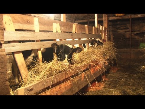 Стоит только захотеть