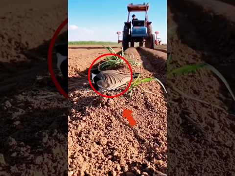 When birds incubate eggs, they encounter agricultural vehicles at work.#animals #shorts