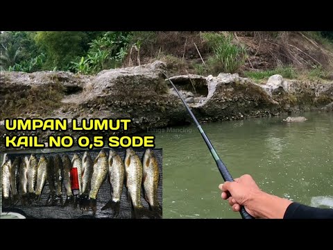 Pesta Strike Mancing Nilem Di Sungai Logawa Umpan Lumut