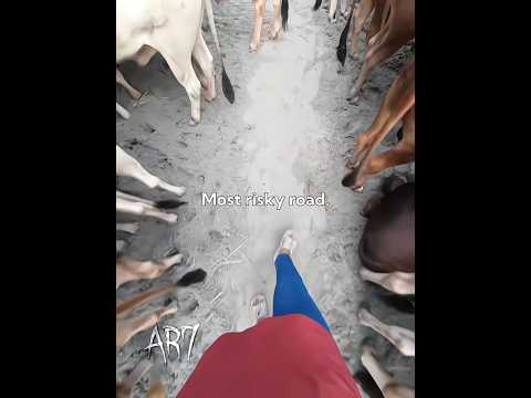 Most risky road...🇧🇩🔥 #bangladesh #goru #trending #ar7 #edit #fyp #viralvideo