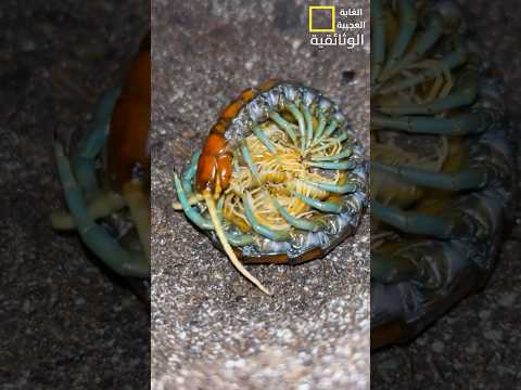 قطط لها ألوان غريبة #شورتس #shortsvideo #حيوانات😮🤔🐈🦮🐓🕷️🦏