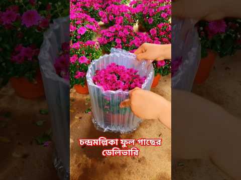 āĻāύā§āĻĻā§āϰāĻŽāϞā§āϞāĻŋāĻāĻž āĻĢā§āϞ āĻāĻžāĻā§āϰ āĻĄā§āϞāĻŋāĻāĻžāϰāĻŋ #facts #gardenflower #shorts