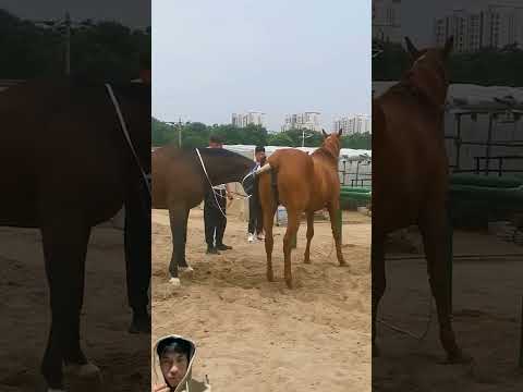 #horse #horselover #animals #cow #ytviral #foryou #funnyanimal #fun