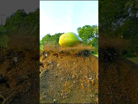 farming reels🌍❤️। #shorts #farming #khetibadi #dalyshorts #virulshorts #instagramreels #ideas