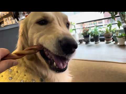 [My Pet] 골댕이의 간식타임, Golden Retriever Snack Time