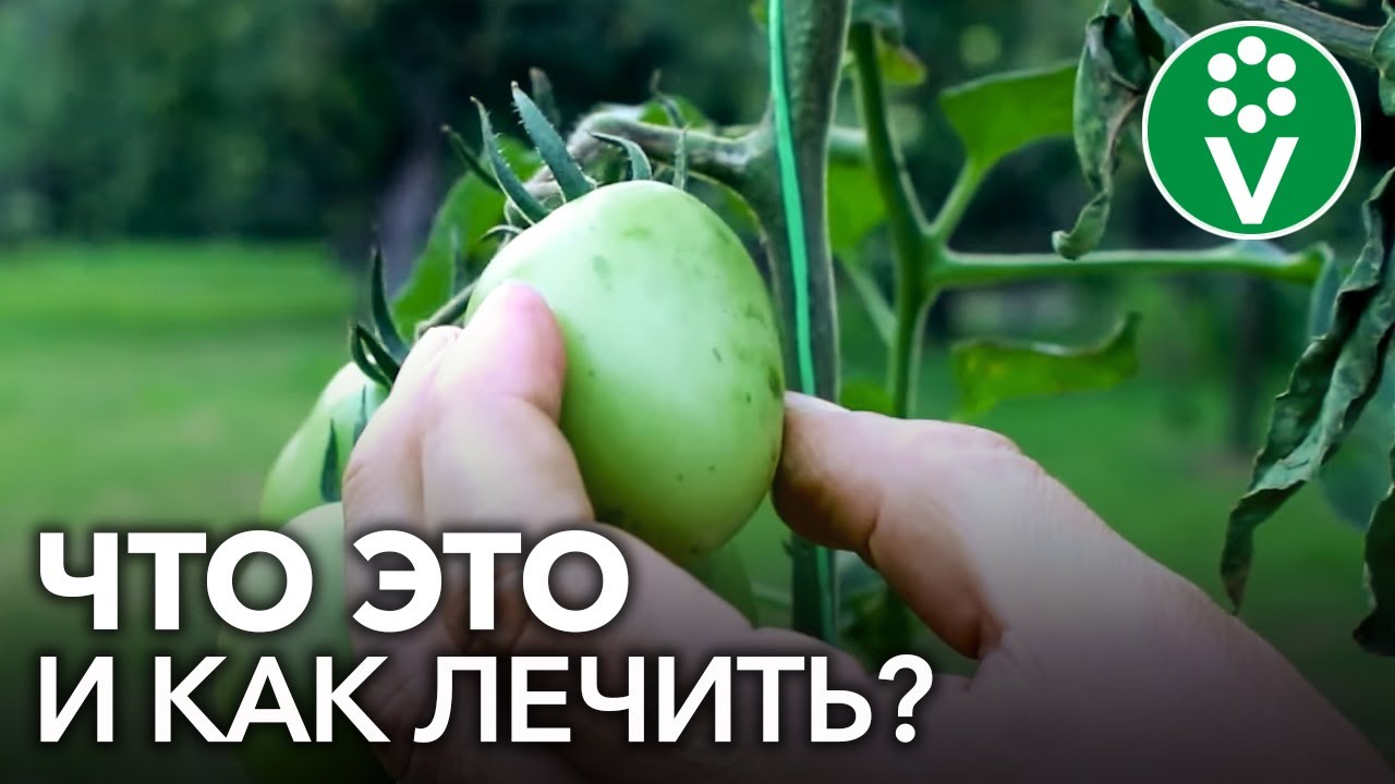 Бактериальный рак томатов: характерные признаки и способы лечения