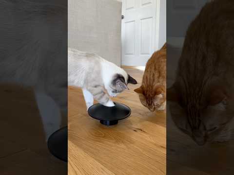 my cats vs optical illusion