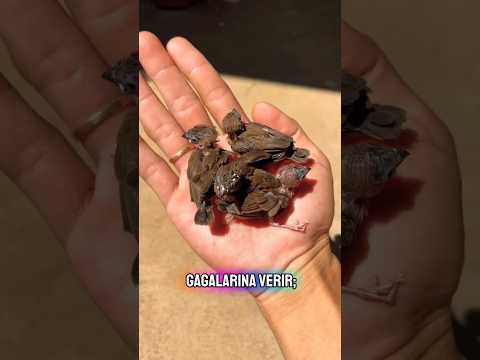 Nehir Kenarında Bulduğu Yavruları Bakın Ne Yaptı! #viralvideo #viralshort #hayvanlar